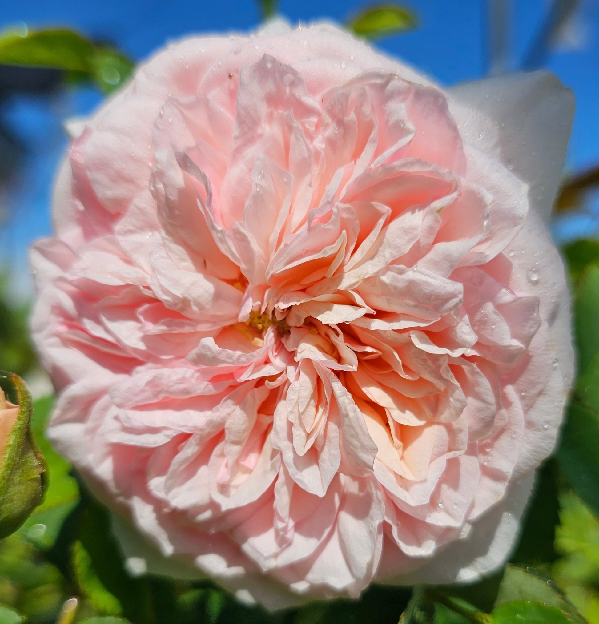 Claire Rose - 2 Quart Live Plant - Ma Cherie Roses