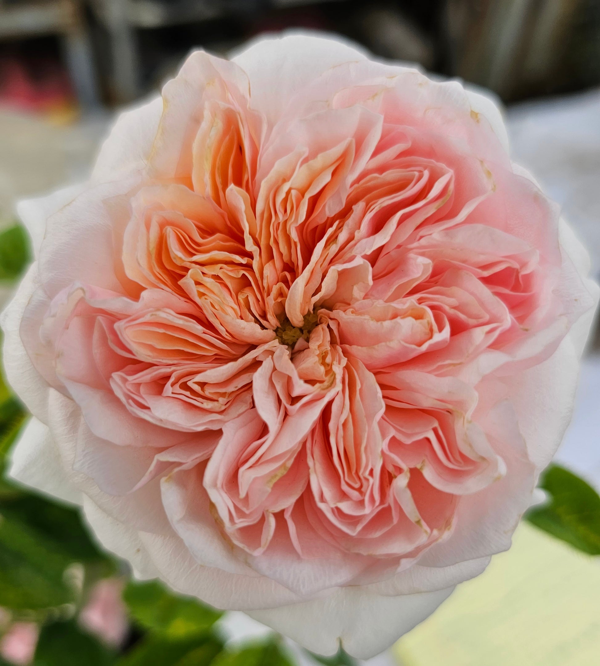 Claire Rose - 2 Quart Live Plant - Ma Cherie Roses