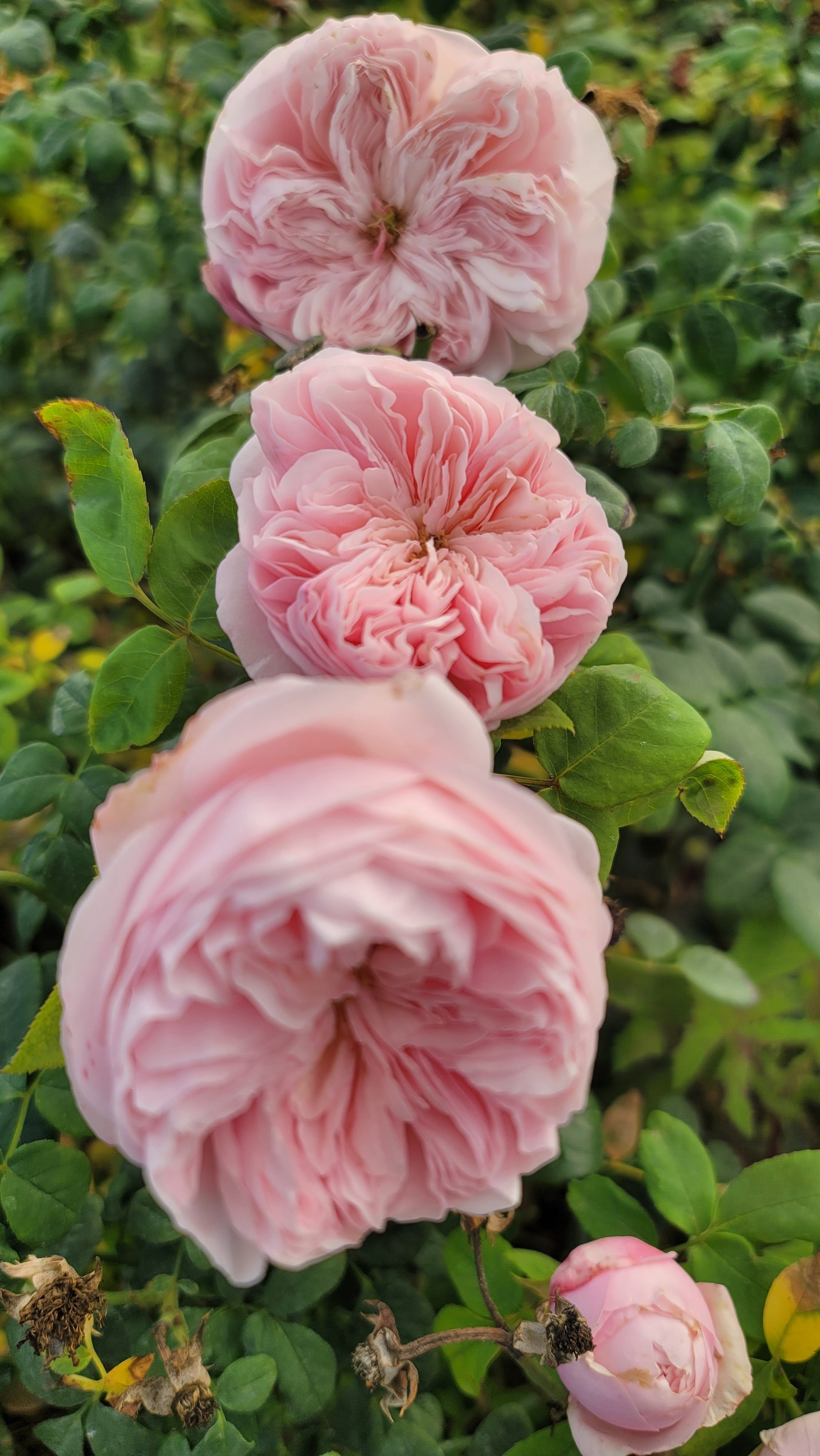 Claire Rose - 2 Quart Live Plant - Ma Cherie Roses