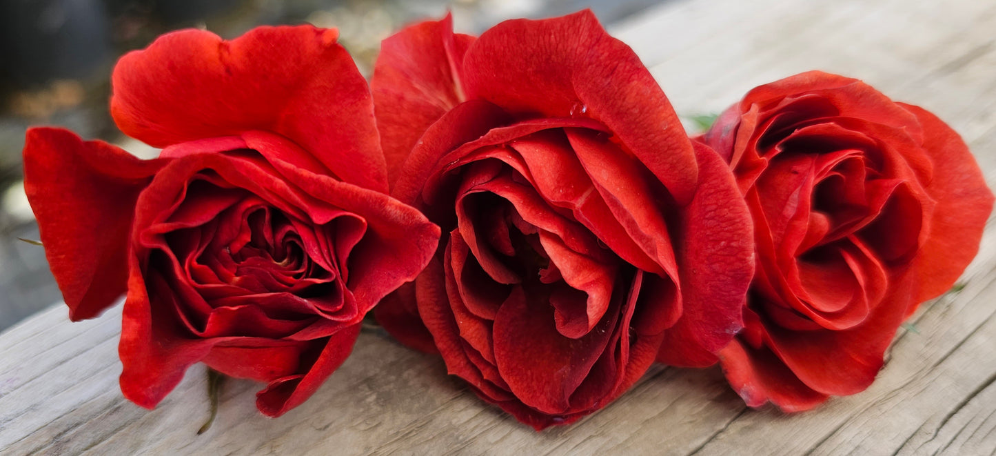 Brown Velvet - 2 Quart Potted Rose Live Plant