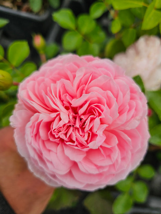 Comtesse De Segur - 2 Quart Potted Rose Bush Live Plant - Ma Cherie Roses