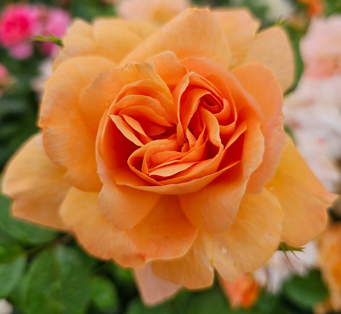 Golden Buddha 2 Quart Potted Rose Bush