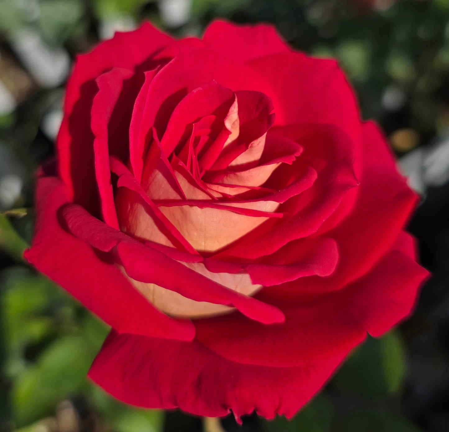 Gypsy Carnival 2 Quart Potted Rose Bush