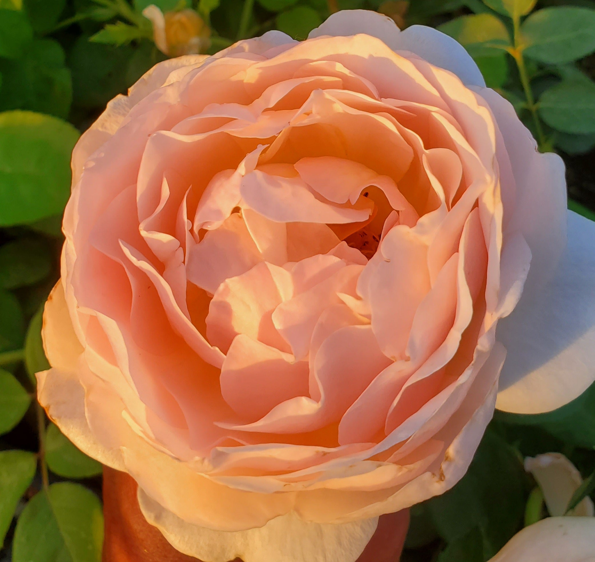 Ausjo - 2 Quart Rose Live Plant - Ma Cherie Roses