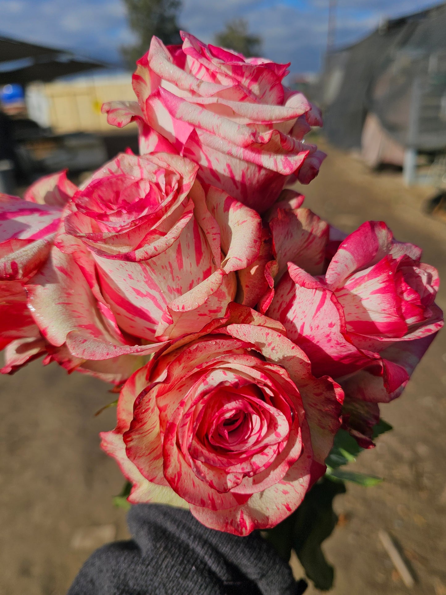 Magic Times - 2 Quart Potted Rose Bush Live Plant