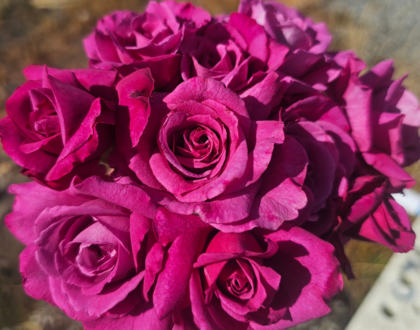 Melody Parfumee 2 Quart Rose Live Plant