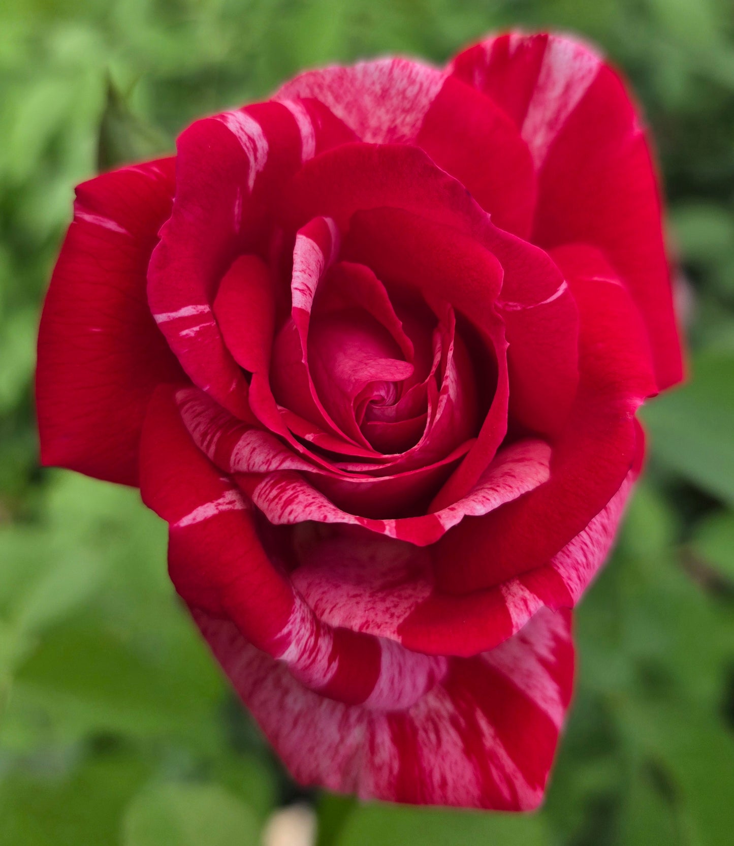 Painters Pallete - 2 Quart Potted Rose Bush Live Plant