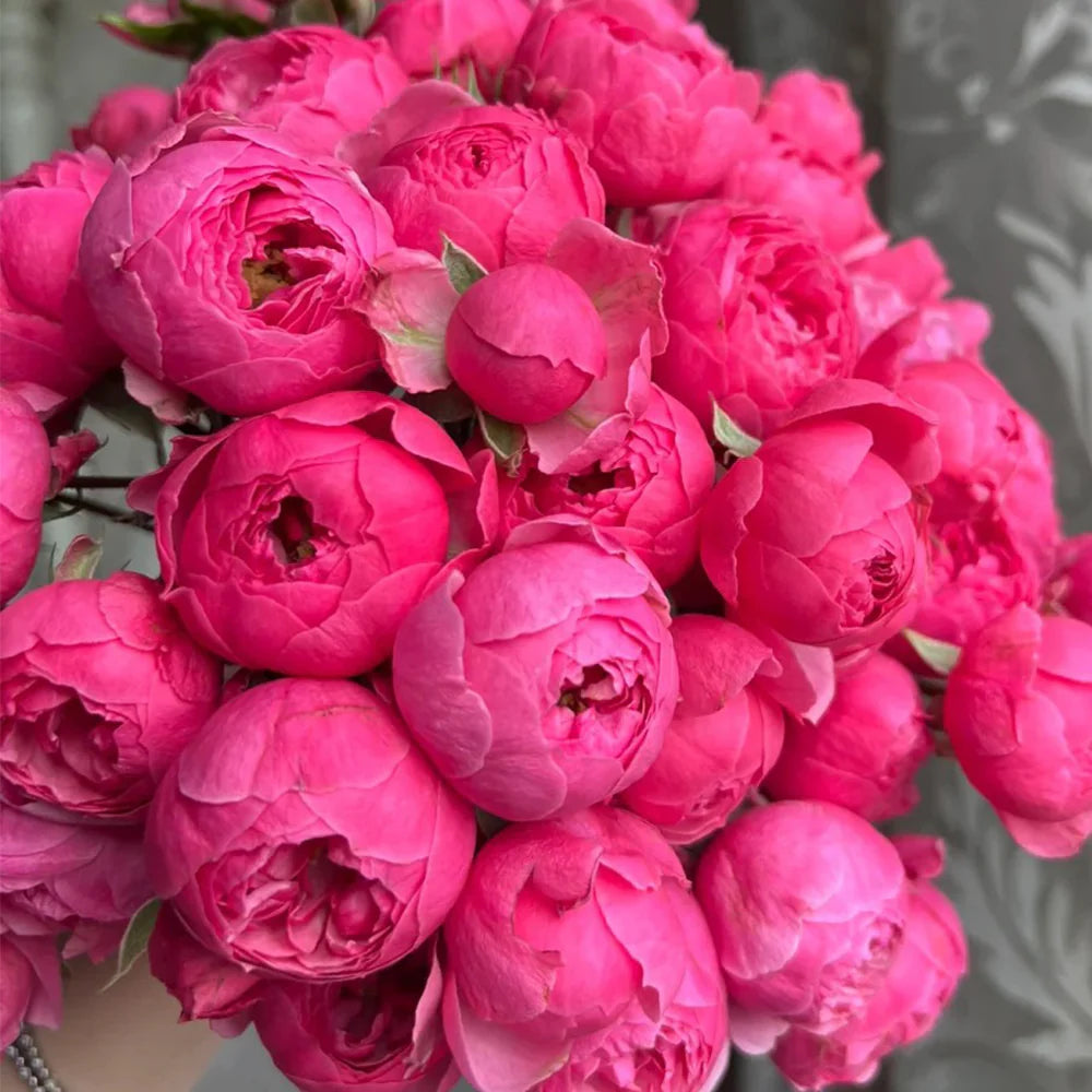 Pomponella 2 Quart Potted Rose Bush