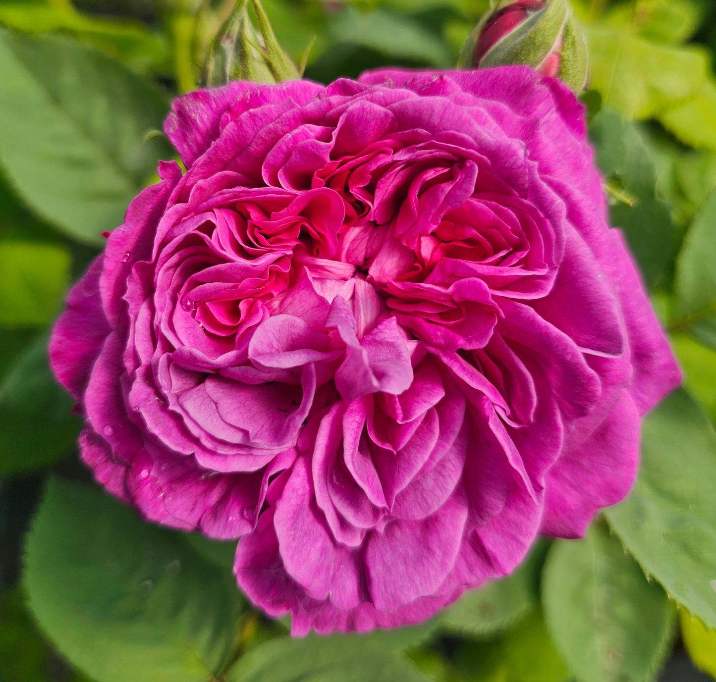Reine Des Violettes 2 Quart Potted Rose Bush