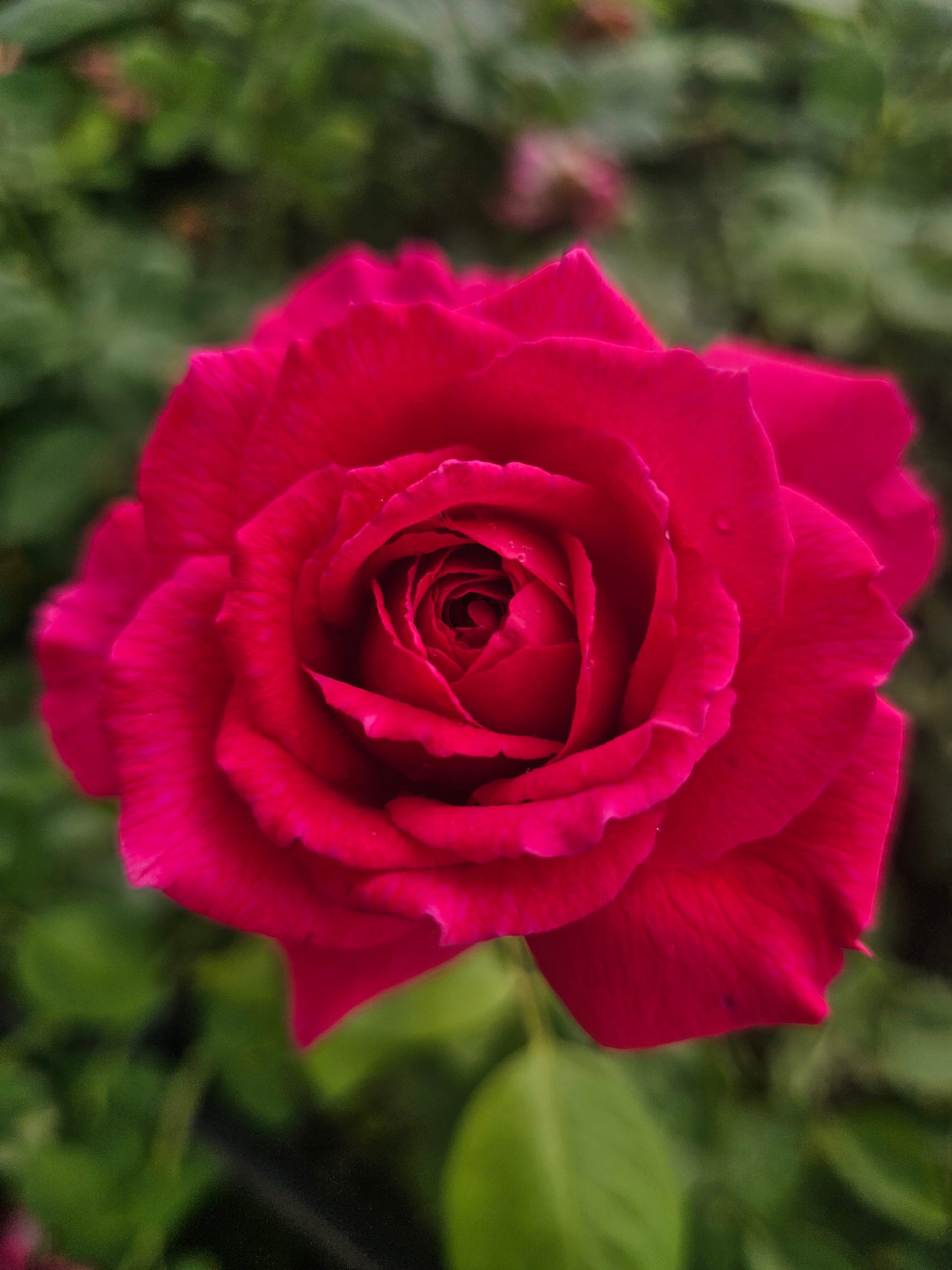Sirens Keep 2 Quart Potted Rose Bush