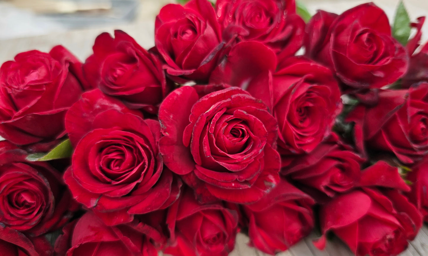 Sorcerer - 2 Quart Rose Bush Live Plant