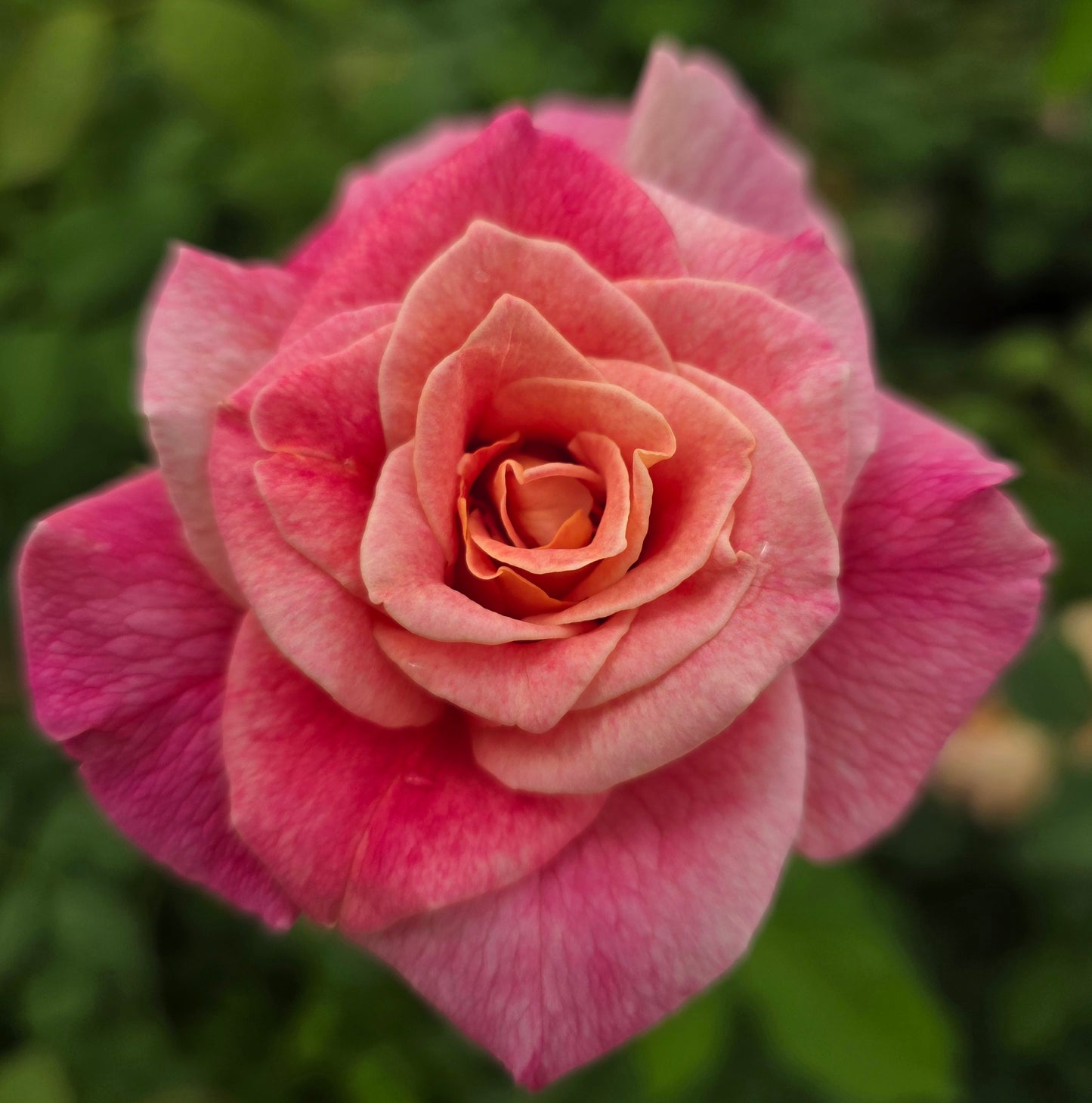 Talisman 2 Quart Potted Rose Bush