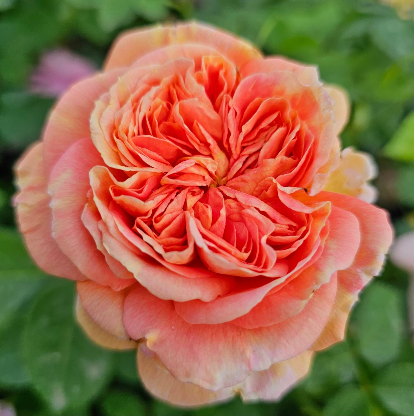 Alchymist - 2 Quart Live Plant - Ma Cherie Roses