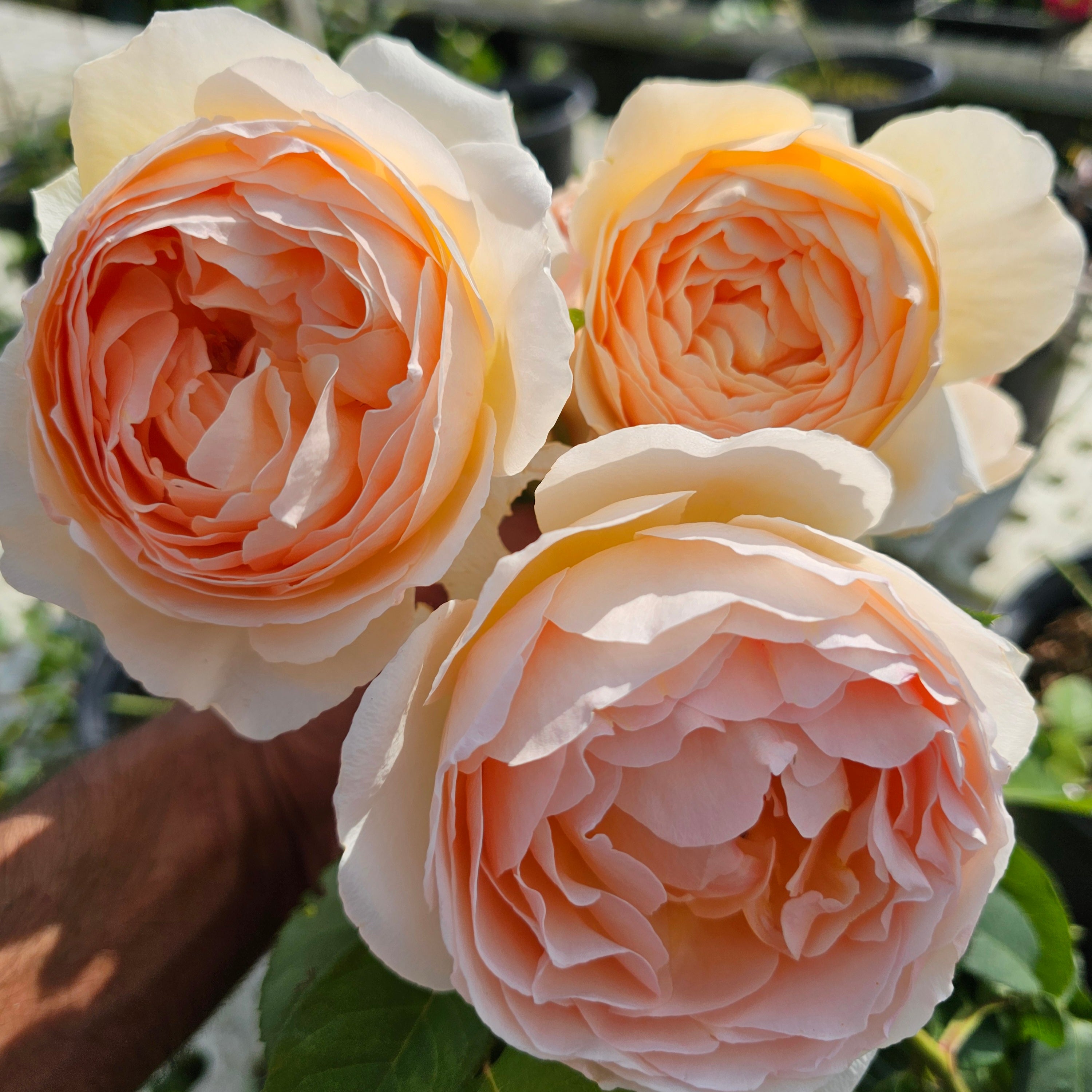Ausjo - 2 Quart Rose Live Plant - Ma Cherie Roses