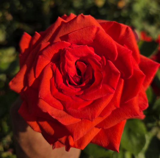 Baccara 2 Quart Potted Rose Bush Live Plant - Ma Cherie Roses