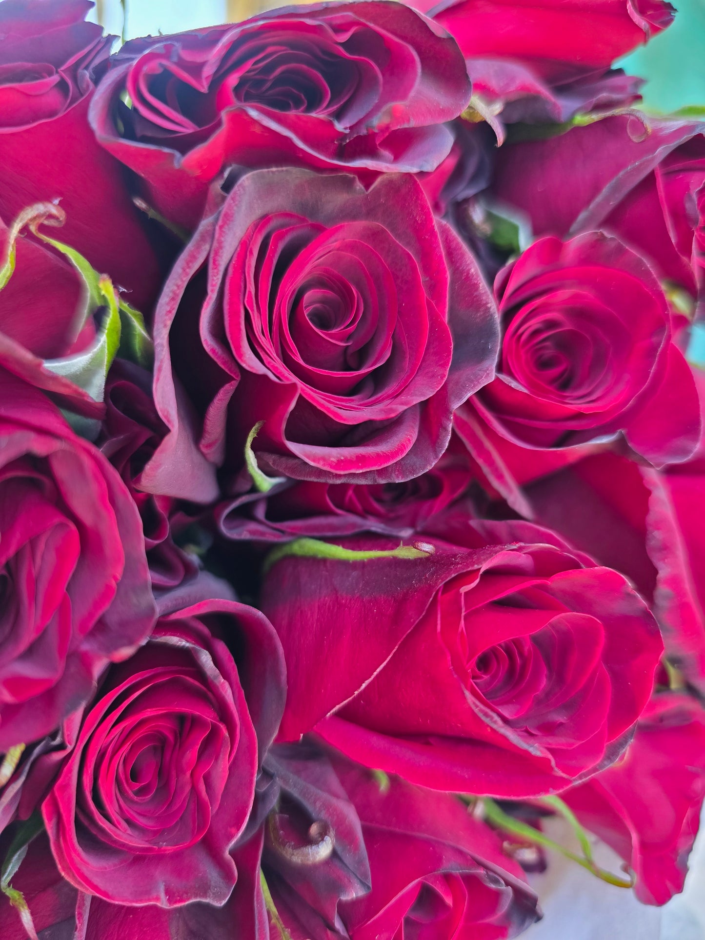 Black Magic - 2 Quart Potted Rose Bush Live Plant