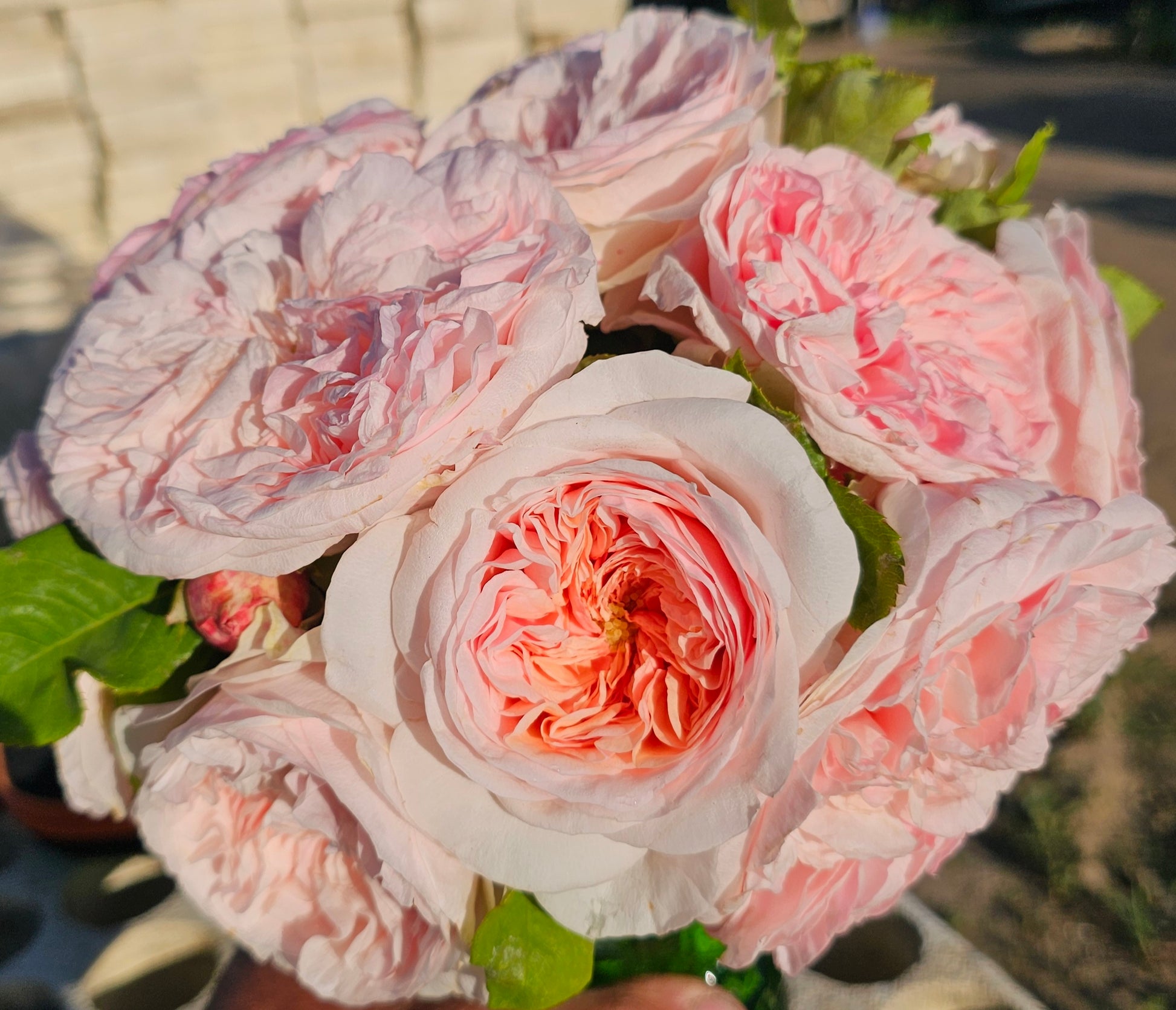 Claire Rose - 2 Quart Live Plant - Ma Cherie Roses