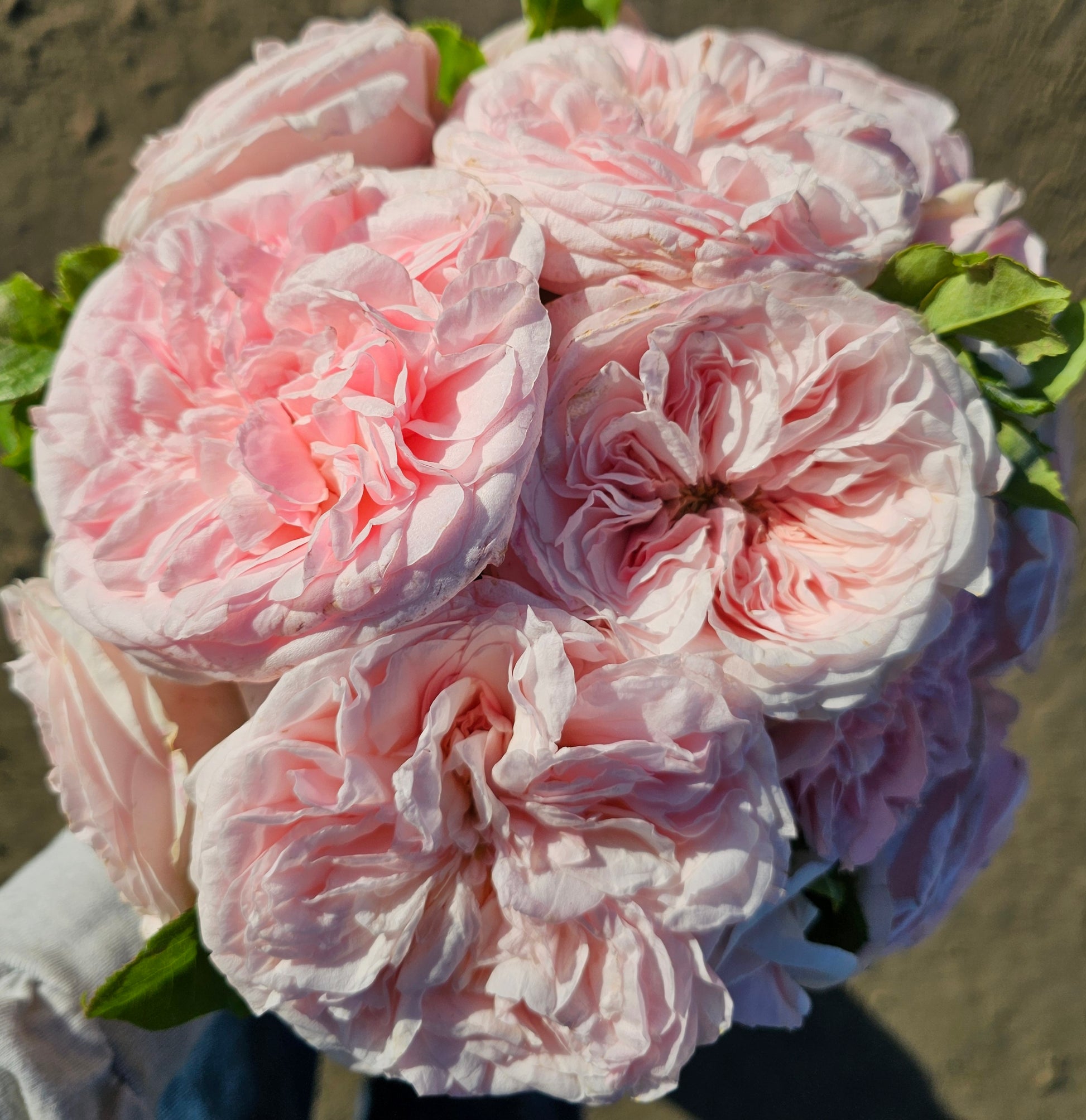 Claire Rose - 2 Quart Live Plant - Ma Cherie Roses