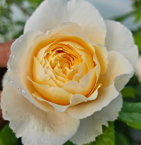 Joyce Barden - 2 Quart Rose Live Plant - Ma Cherie Roses