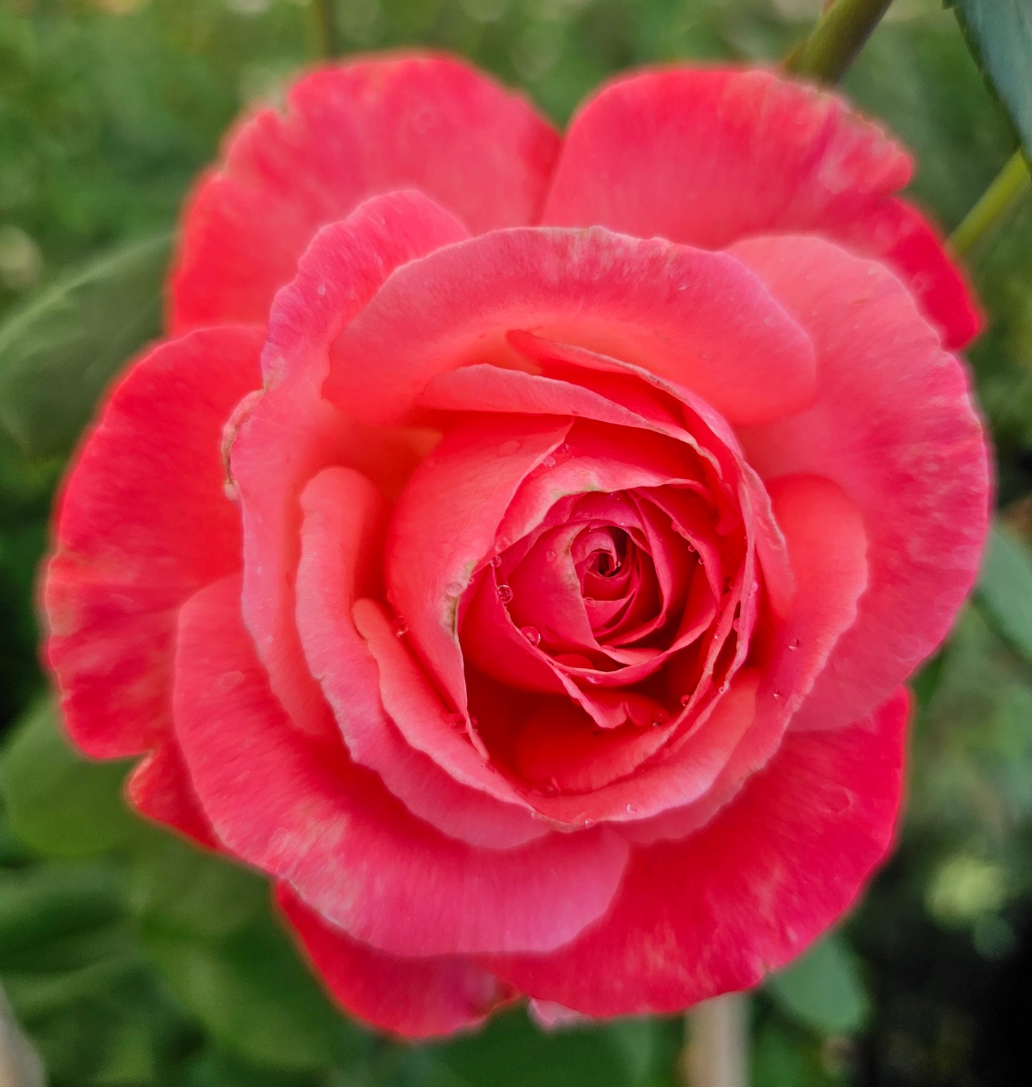 Milestone - 2 Quart Potted Rose Bush Live Plant