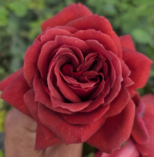 Smokey 2 Quart Potted Rose Bush Live Plant - Ma Cherie Roses