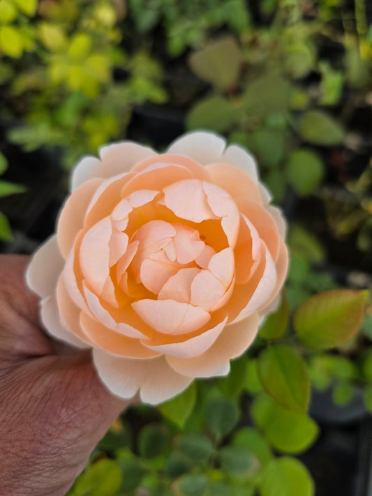 Austamora - 2 Quart Potted Rose Bush Live Plant - Ma Cherie Roses