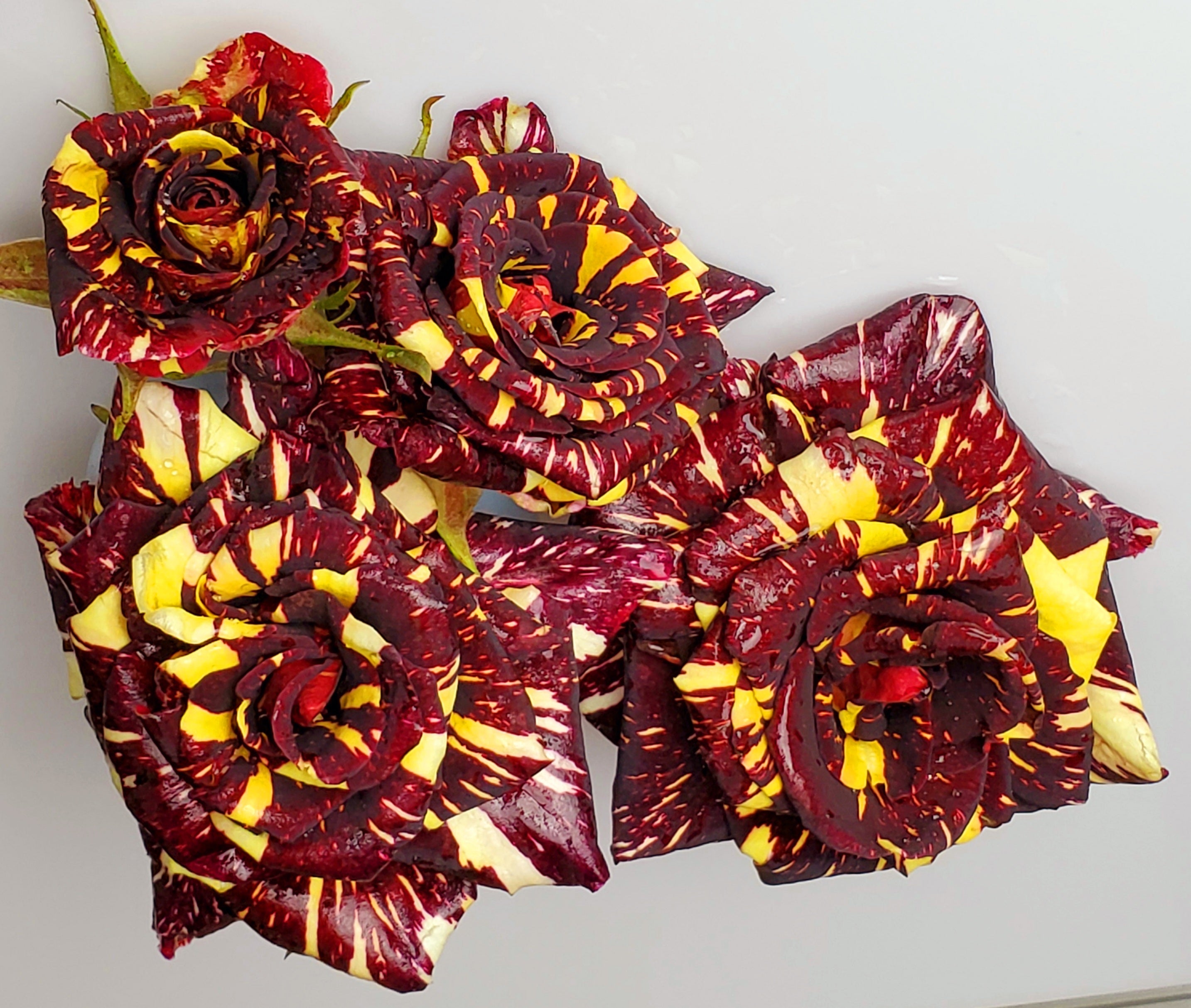 abracadabra rose seeds Abracadabra Rose