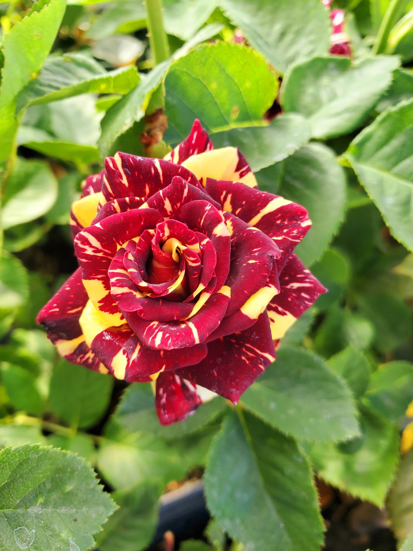 Freshly Added - Abracadabra Rose - 1 Gallon Potted Own Root Rose - Ma Cherie Roses