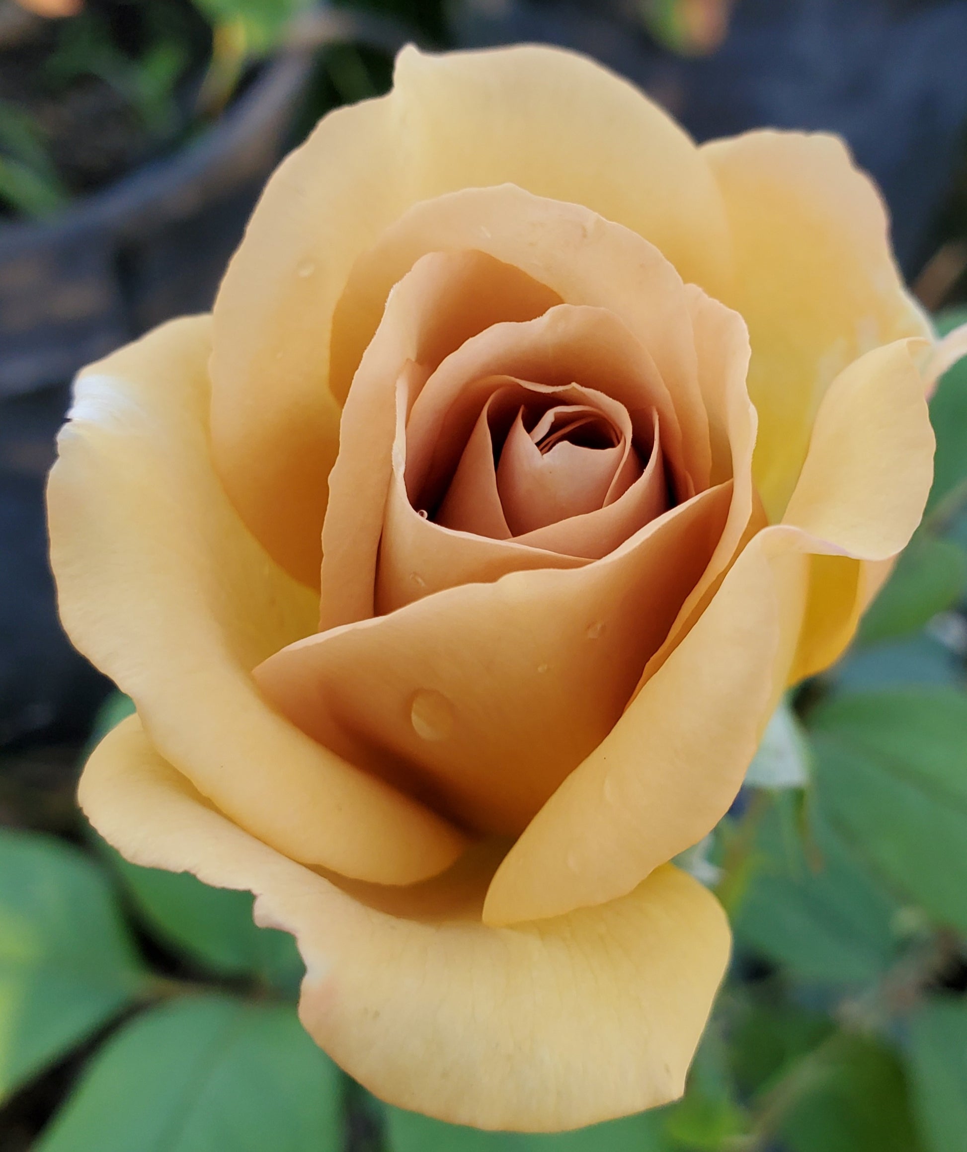 Butterscotch - 1 Gallon Rose - Live Plant - Ma Cherie Roses