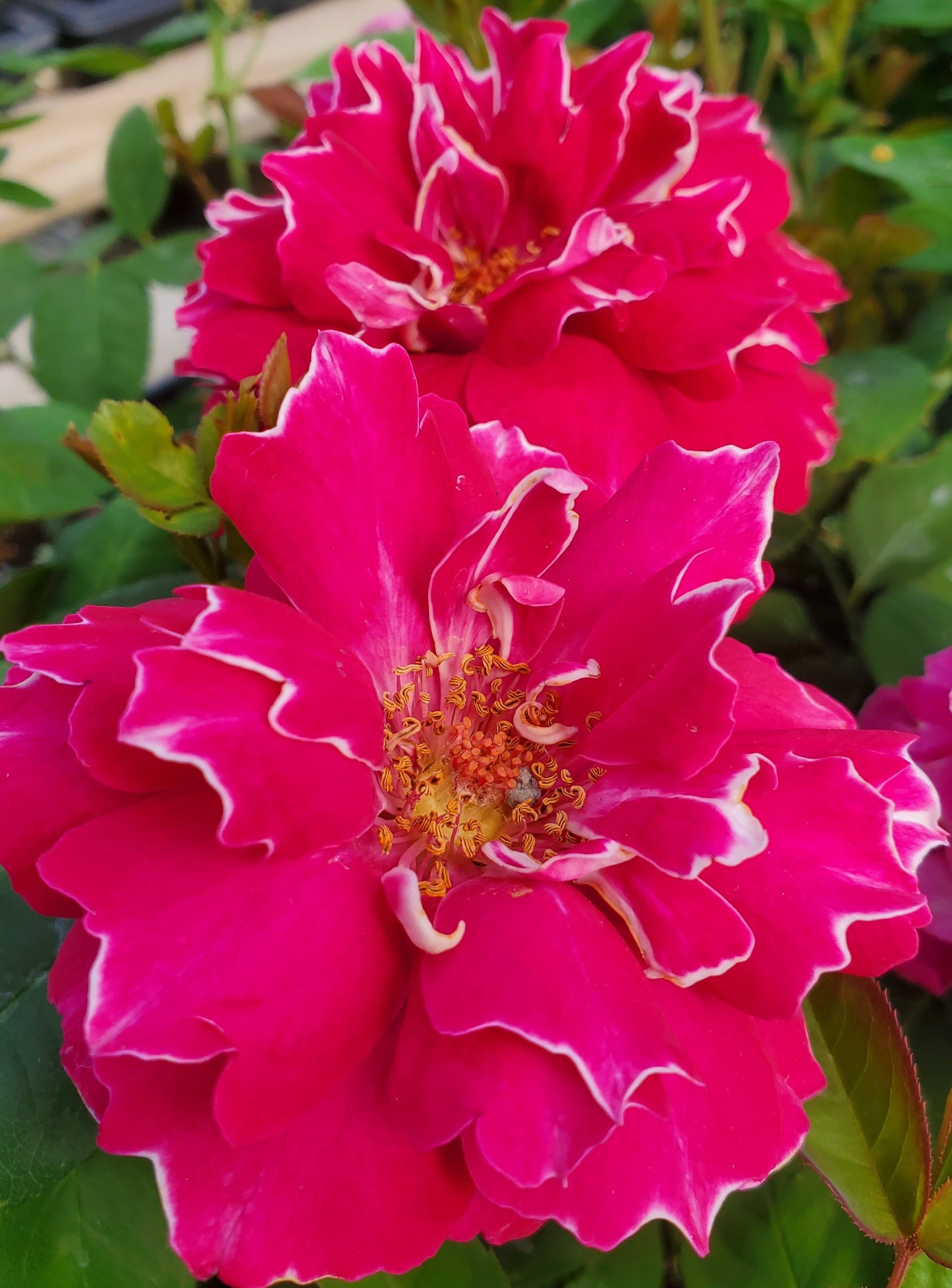 Baron Girod De L'Ain 2 Quart Rose Live Plant - Ma Cherie Roses