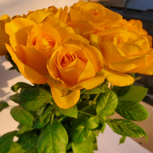 Gold Medal - 1 Gallon Own Root Rose Bush - Ma Cherie Roses