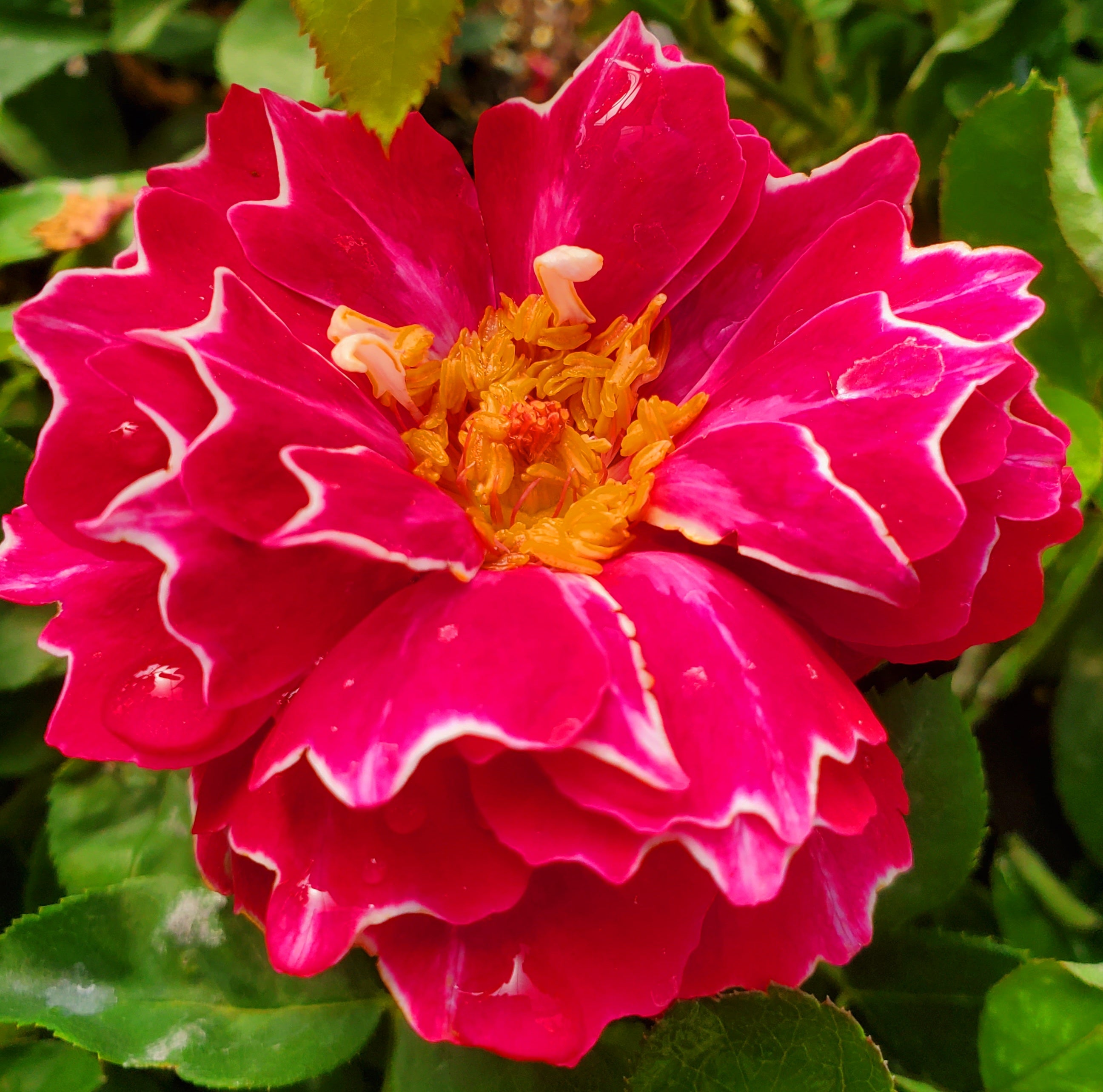 Baron Girod De L'Ain 2 Quart Rose Live Plant - Ma Cherie Roses