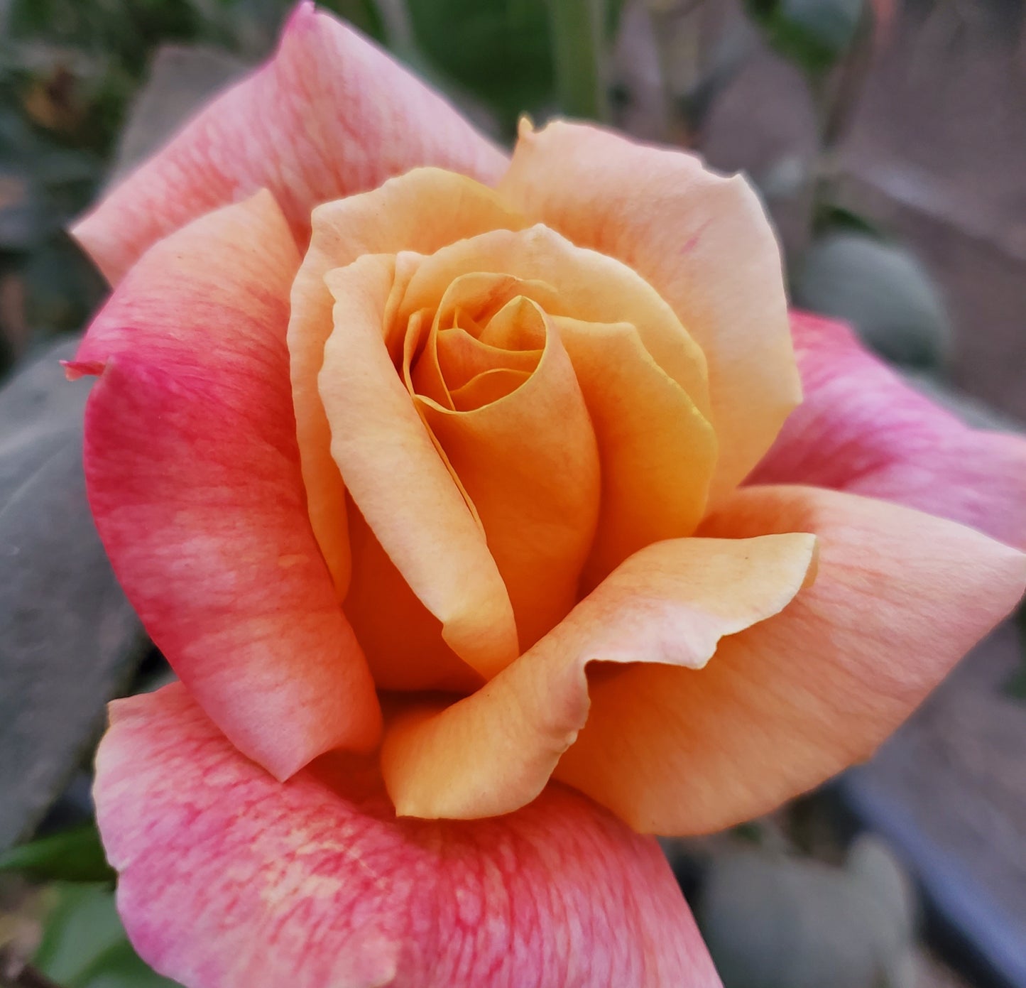 Sutters Gold - 2 Quart Rose Live Plant - Ma Cherie Roses