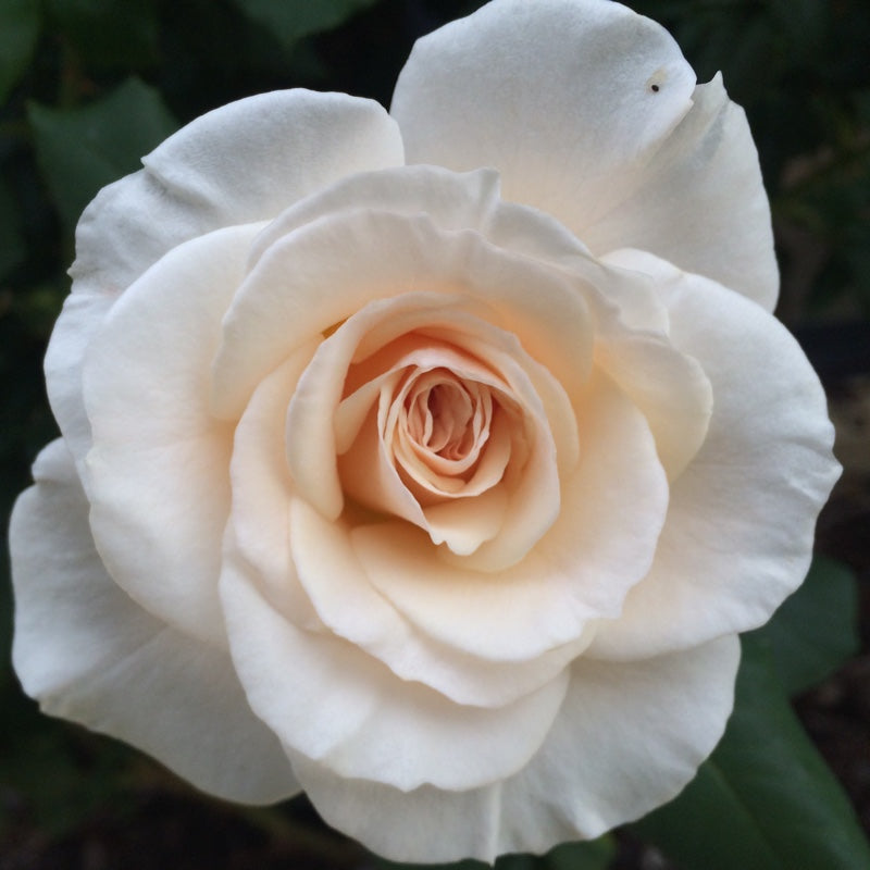 French Lace - 2 Quart Rose Potted Live Plant - Ma Cherie Roses