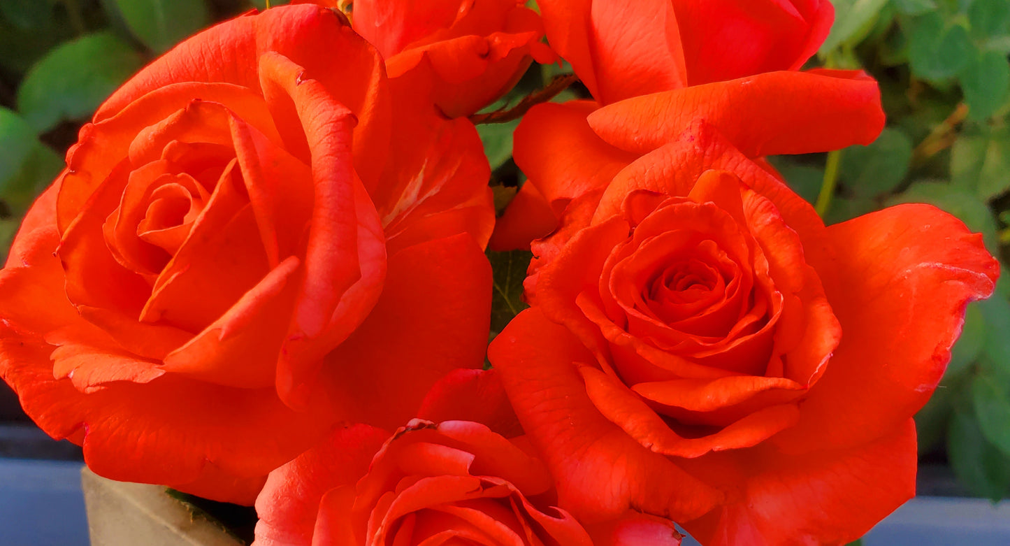 Sun Fire - 1 Gallon Live Plant - Ma Cherie Roses