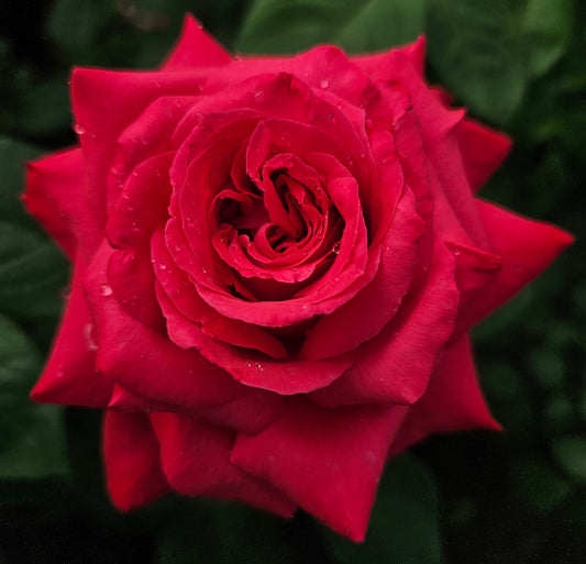 Alecs Red - 2 Quart Potted Rose Bush Live Plant