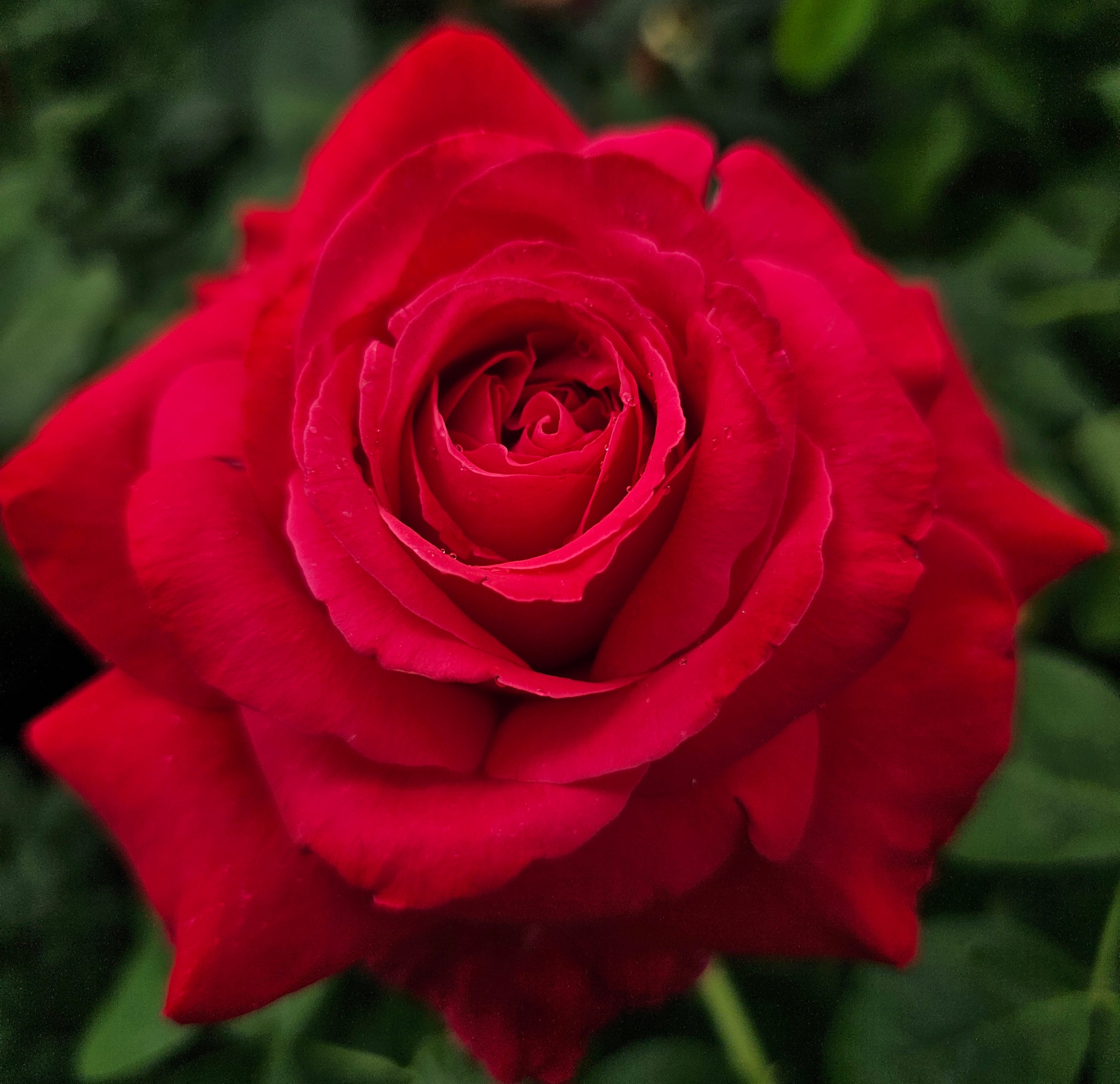 Alecs Red - 2 Quart Potted Rose Bush Live Plant – Ma Cherie Roses