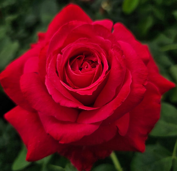 Alecs Red - 2 Quart Potted Rose Bush Live Plant – Ma Cherie Roses