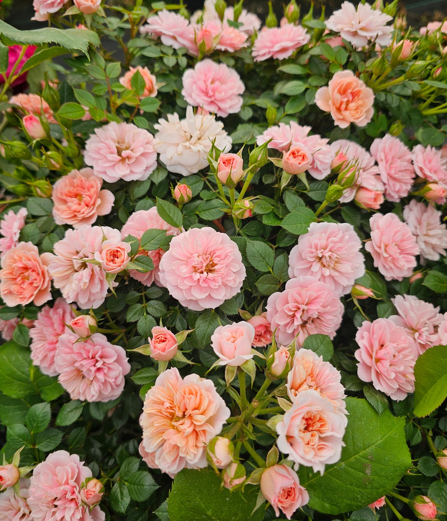 Baby Austin - 2 Quart Potted Rose Bush Live Plant