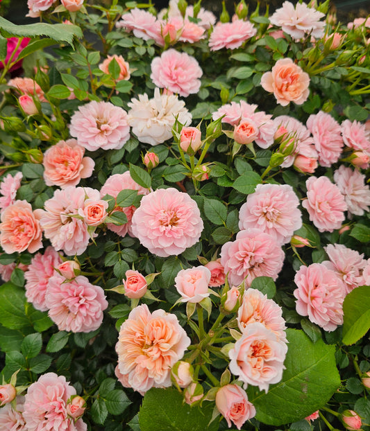 Baby Austin - 2 Quart Potted Rose Bush Live Plant