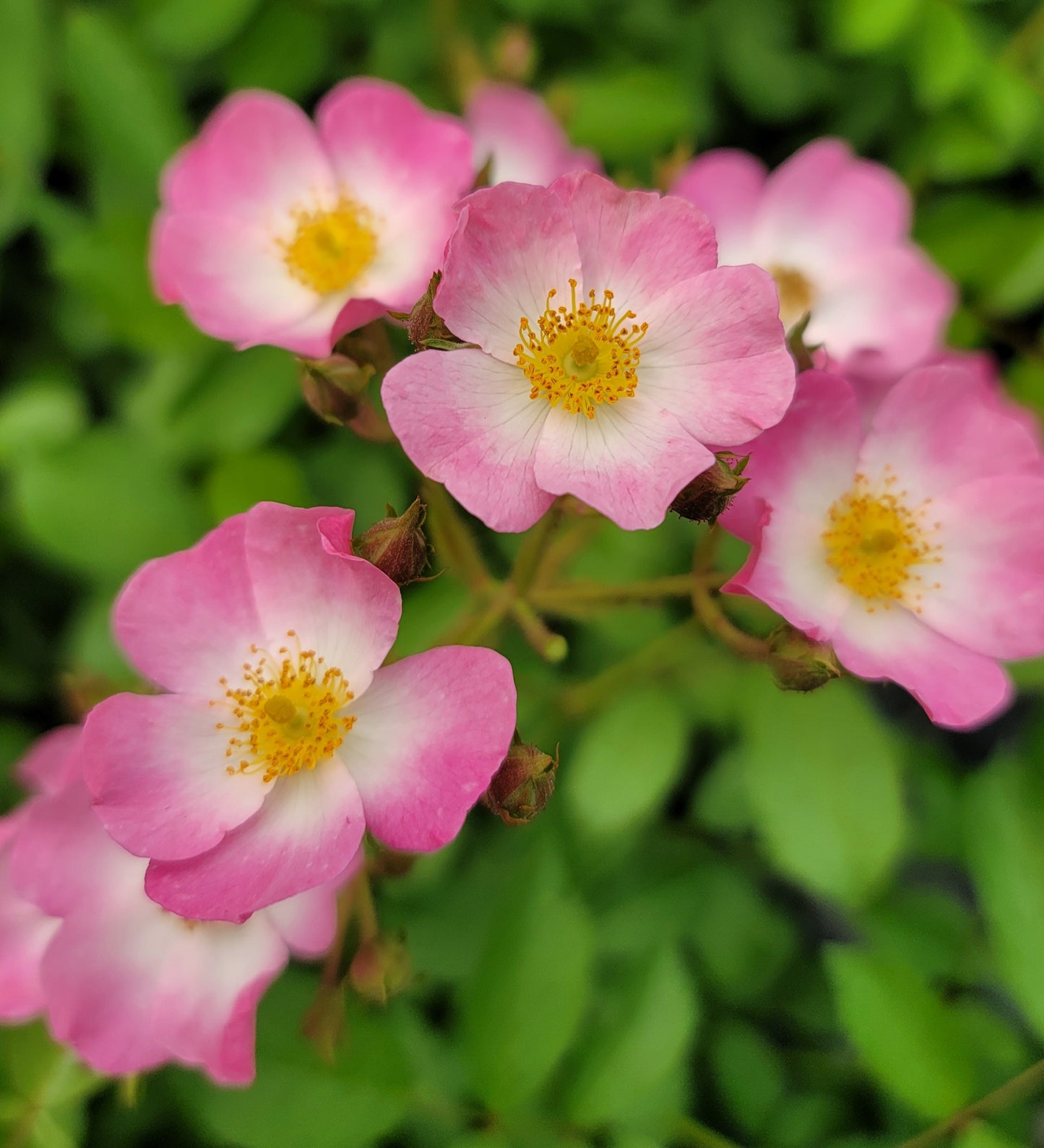 Ballerina 2 Quart Rose Live Plant - Ma Cherie Roses