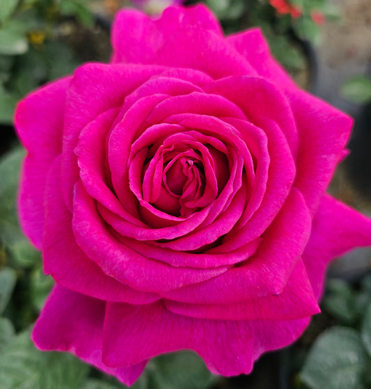 Stephens Big Purple - 2 Quart Potted Rose Live Plant