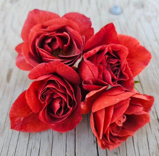 Brown Velvet - 2 Quart Potted Rose Live Plant