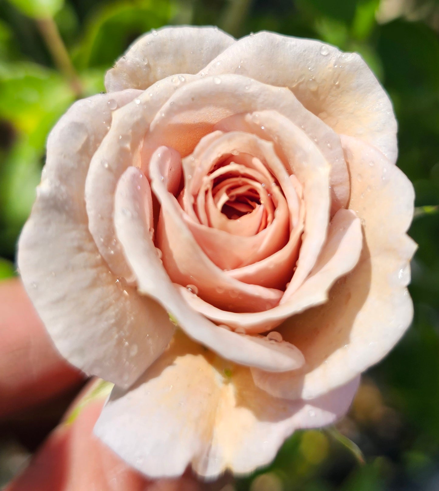 Cafe Ole - 2 Quart Potted Rose Bush Live Plant