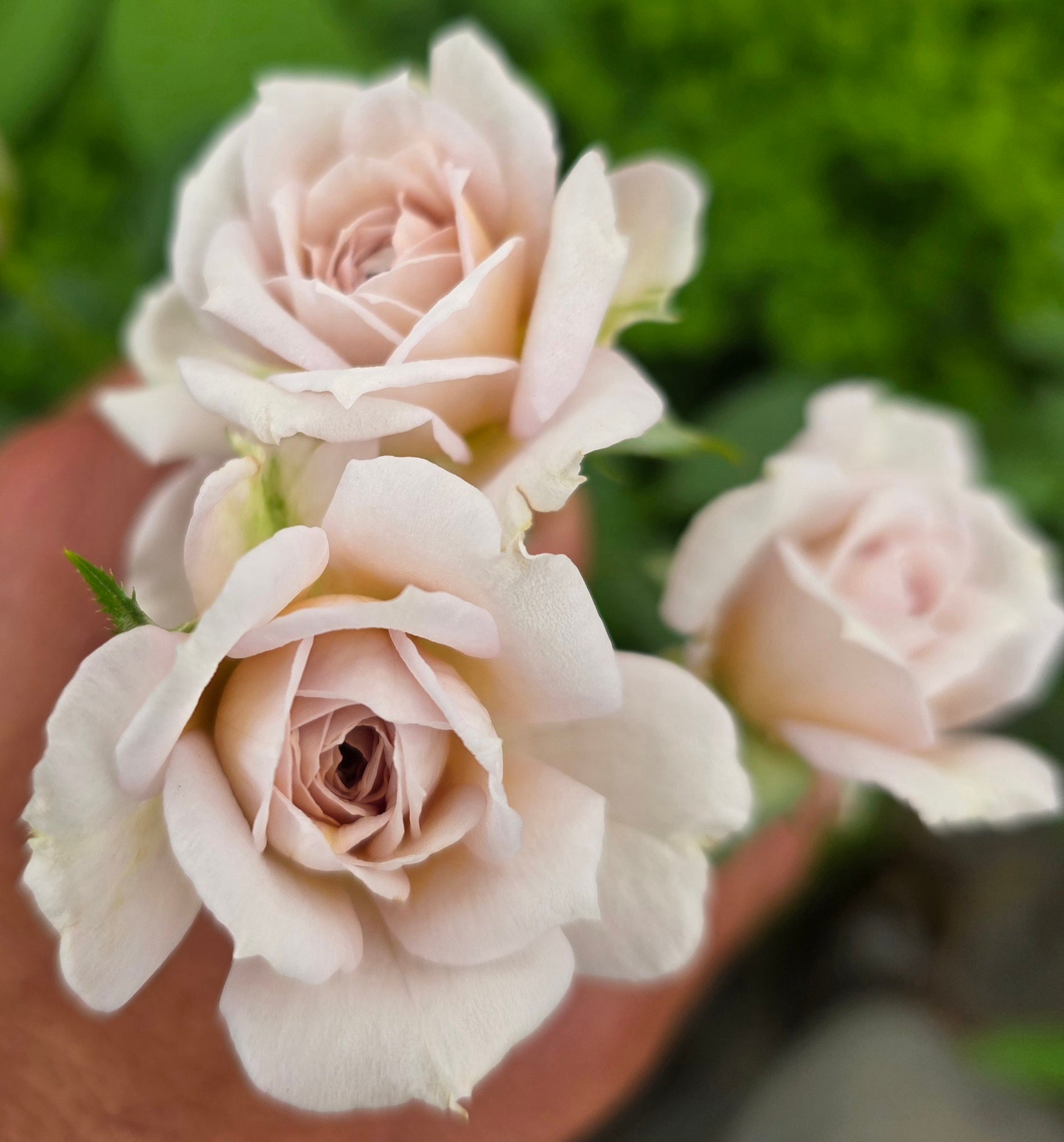 potted rose plant Cafe Ole