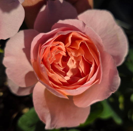 Dames De Chenonceau - 2 Quart Potted Rose Bush Live Plant