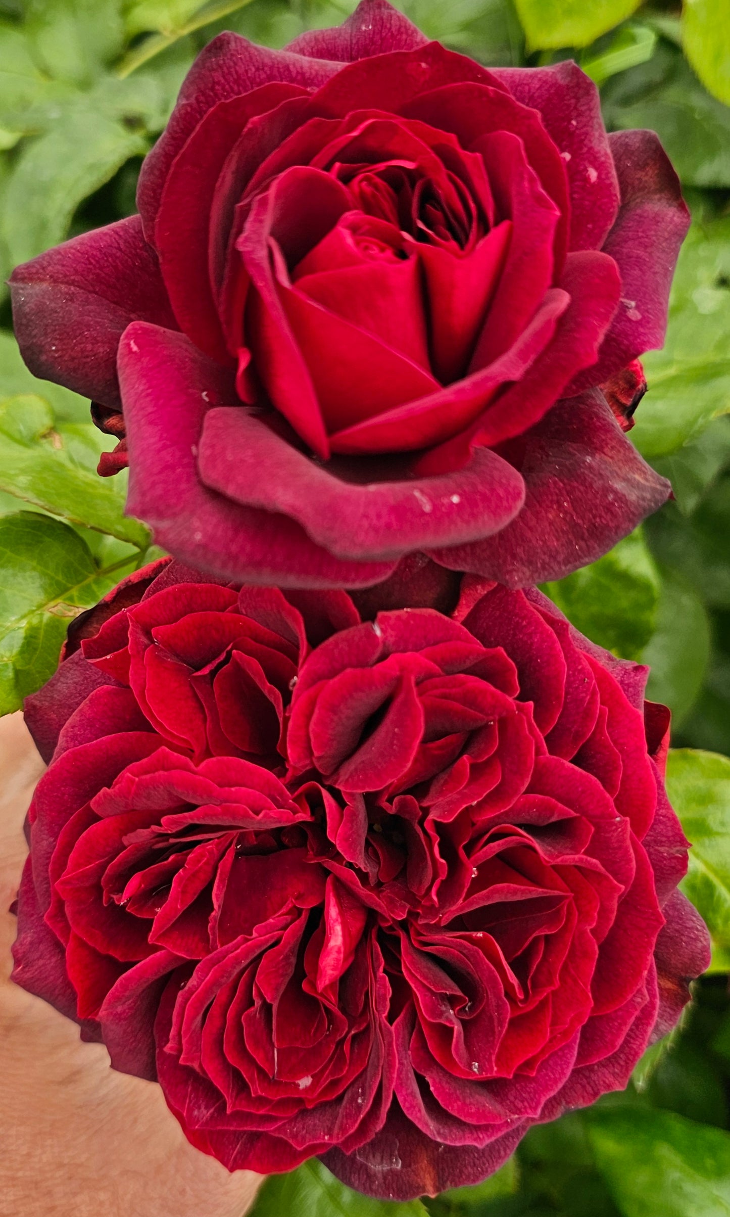 Diablo Hawk - 2 Quart Potted Rose Bush Live Plant