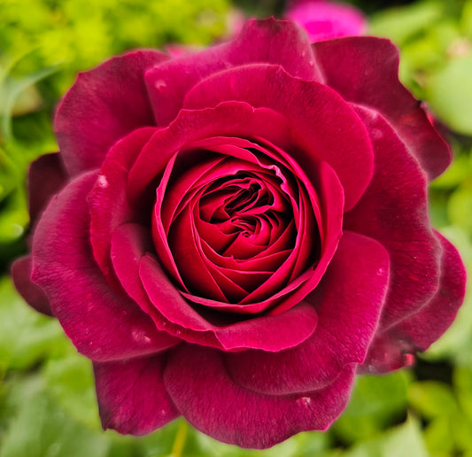 Diablo Hawk - 2 Quart Potted Rose Bush Live Plant
