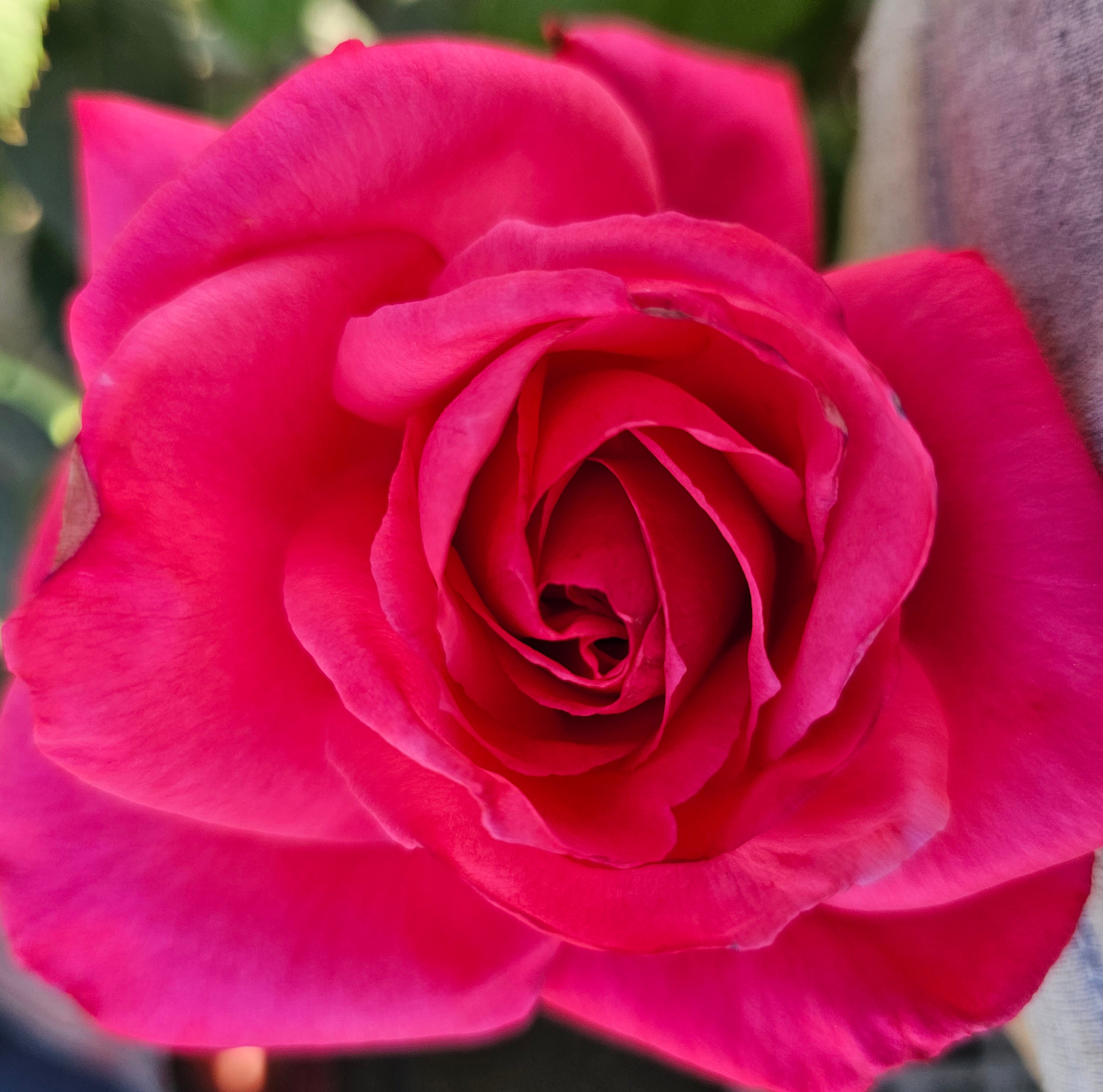 Electron - 2 Quart Rose Live Plant - Ma Cherie Roses