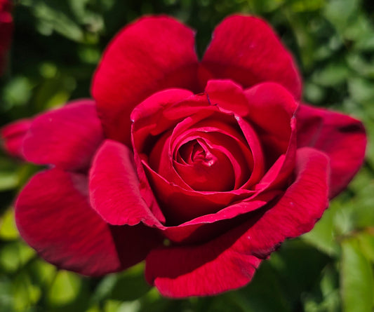 Etoile De Hollande 2 Quart Potted Rose Bush